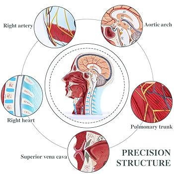 解剖学 1 Anatomy 1 解剖学 1 Anatomy 1